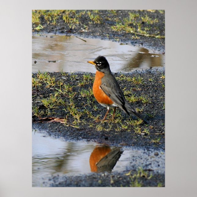 Poster redbelly (Devant)