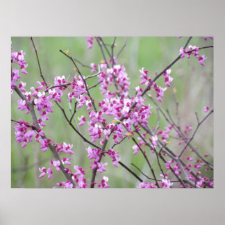 Poster Redbud à Pokagon State Park