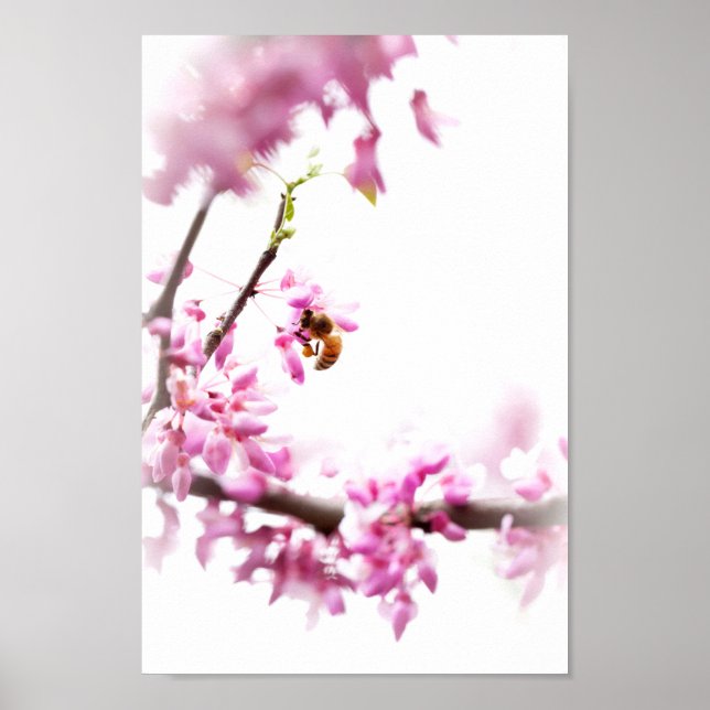 Poster Redbud & abeille de miel au printemps (Devant)