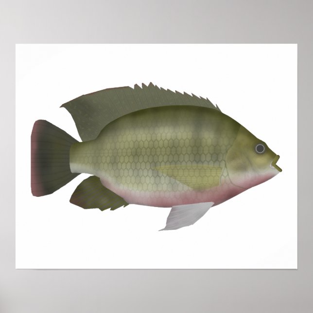 Poster Redmamie Tilapia (Devant)