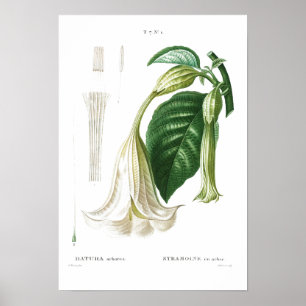 POSTER REDOUTÉ "ANGEL'S TRUMPET" BOTANIQUE