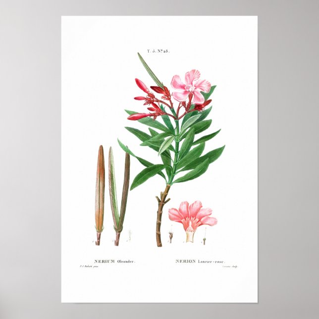 Poster REDOUTÉ BOTANIQUE vintage "OLEANDER" (Devant)