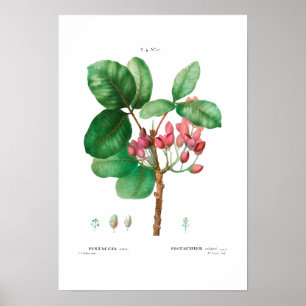 Poster REDOUTÉ BOTANIQUE vintage "PISTACHIO"