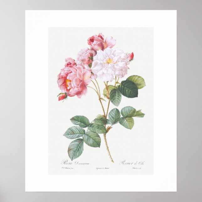 POSTER : REDOUTÉ : PINK ROSEBUSH (Front)