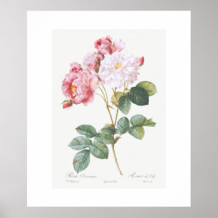 POSTER : REDOUTÉ : ROSEBUSH ROSE ROSE