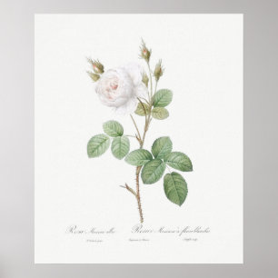 POSTER : REDOUTÉ : WHITE MOSS ROSE