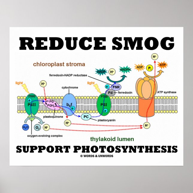 Poster Réduire la prise en charge du smog Photosynthèse L (Devant)