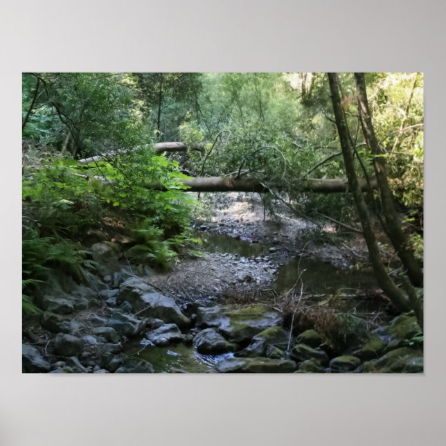 Poster "Redwood Creek", Muir Woods (Devant)