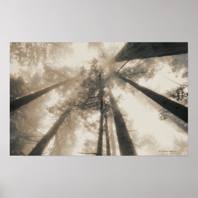 Poster Redwood Forest, Californie du Nord (Devant)