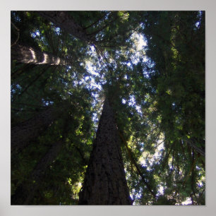 Poster Redwood Grove