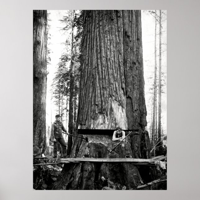 Poster REDWOOD LUMBERJACKS c. 1887 (Devant)