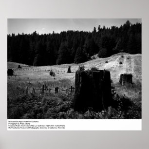 Poster Redwood Stumps par Ansel Adams