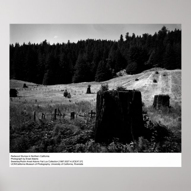 Poster Redwood Stumps par Ansel Adams (Devant)