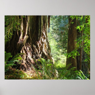 Poster Redwood Trees Forêt estampes Big Redwoes