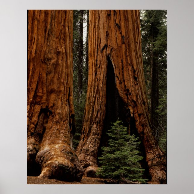 Poster Redwood Trees, Sequoia National Park. (Devant)