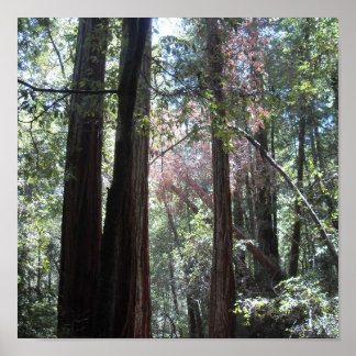 Poster Redwoods