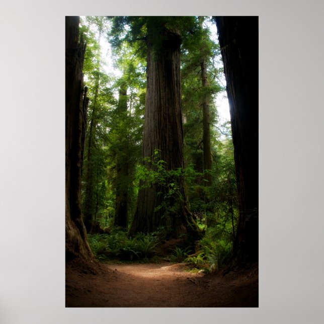 Poster Redwoods Californie (Devant)