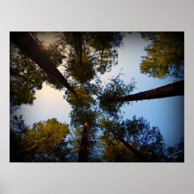 Poster Redwoods en quête (Devant)
