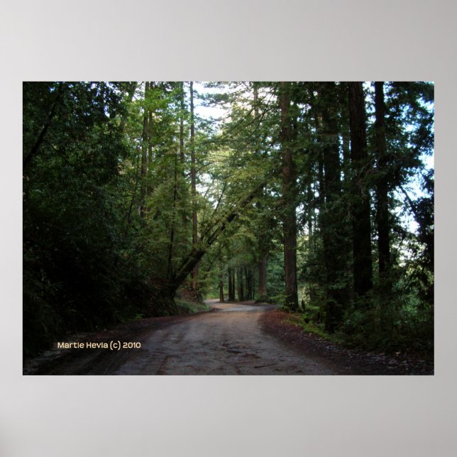 Poster Redwoods Mountain Road (Devant)
