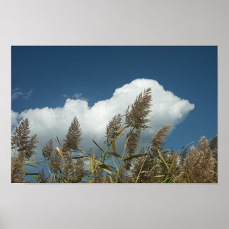 Poster Reeds
