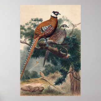 Poster Reeves Pheasant par Joseph Wolf