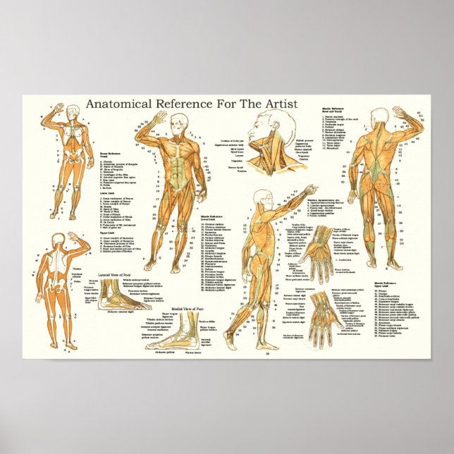 Poster Référence anatomique pour les Muscles d'artistes (Devant)