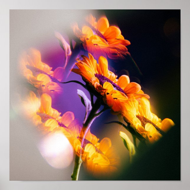 Poster Reflet de tournesol (Devant)