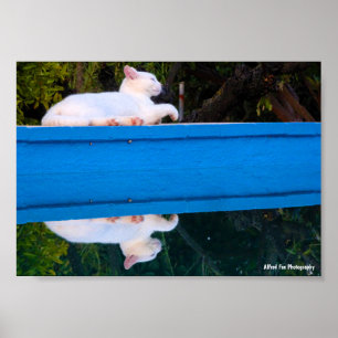 Poster Reflet d'un chat blanc