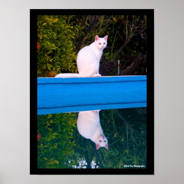 Poster Reflet d'un portrait de chat blanc (Devant)