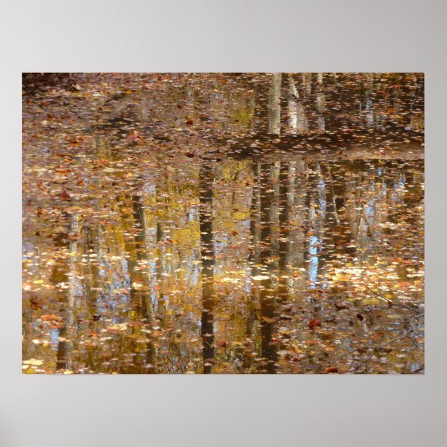 Poster Réflexion dans le ruisseau Still au parc Greenbelt (Devant)
