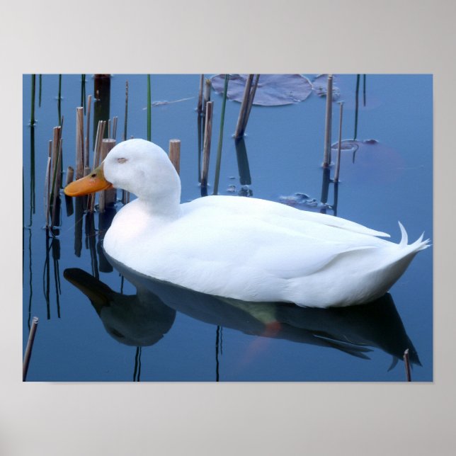 Poster Réflexion du canard blanc couché (Devant)