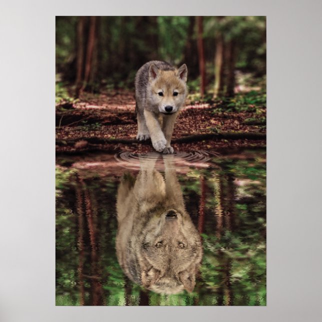 Poster Réflexion du loup et de l'eau de levage, motivatio (Devant)