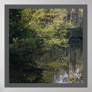 Poster Réflexions Arbre