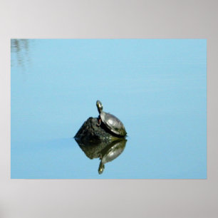 Poster Réflexions de l'affiche du printemps (tortue)