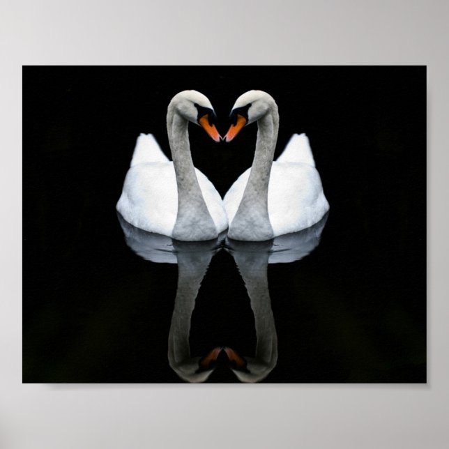 Poster Réflexions de l'amour, forme du coeur, cygnes blan (Devant)