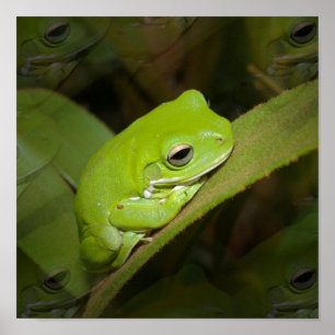 Poster Réflexions sur la grenouille Imprimer