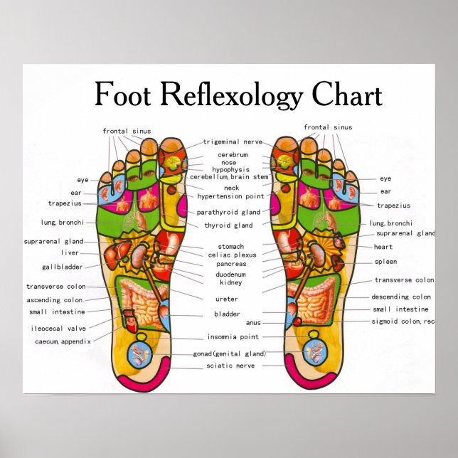 Poster Réflexologie des pieds - 20x16 pouces (Devant)