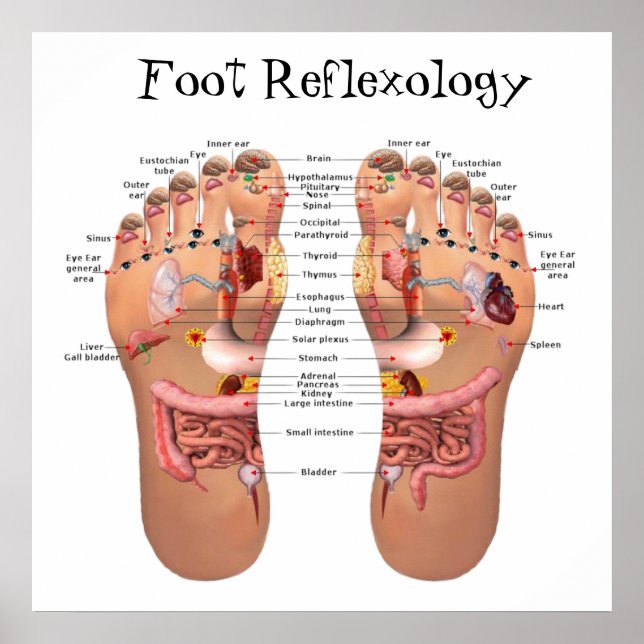 Poster Réflexologie des pieds 24x24 pouces (Devant)