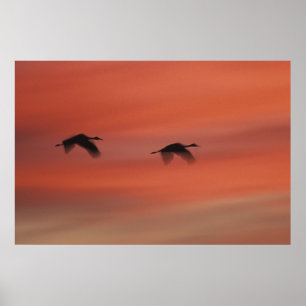 Poster Refuge faunique de Bosque del Apache   Nouveau-Mex