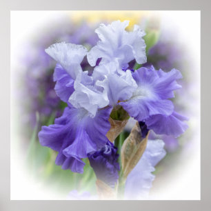 Poster Regal Beares Iris - Violet & Blanc