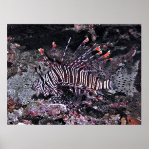 Poster Regal Lionfish