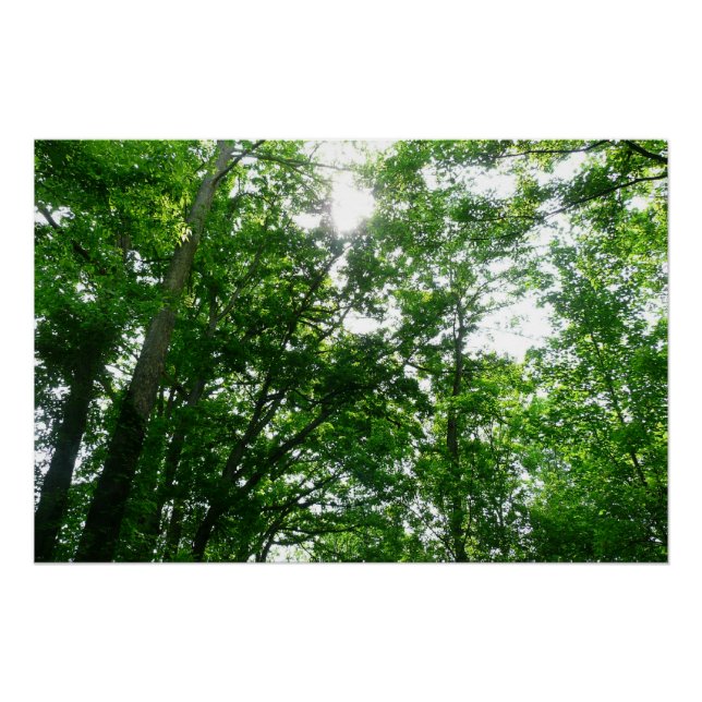 Poster Regard sur les arbres d'été (Devant)