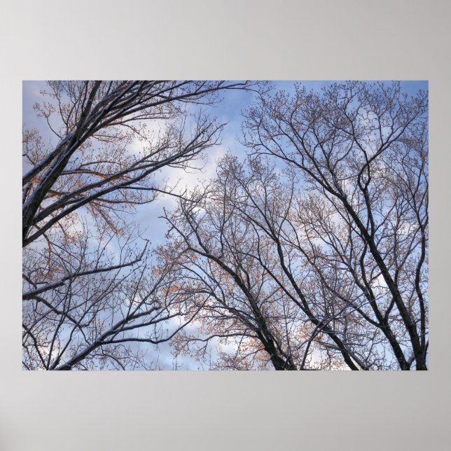 Poster Regard sur les arbres du matin d'hiver (Devant)