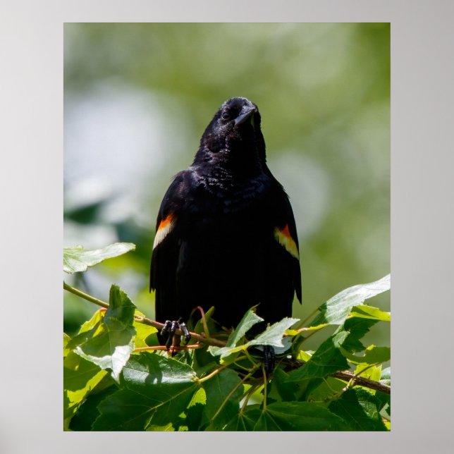 Poster Regardant (Devant)