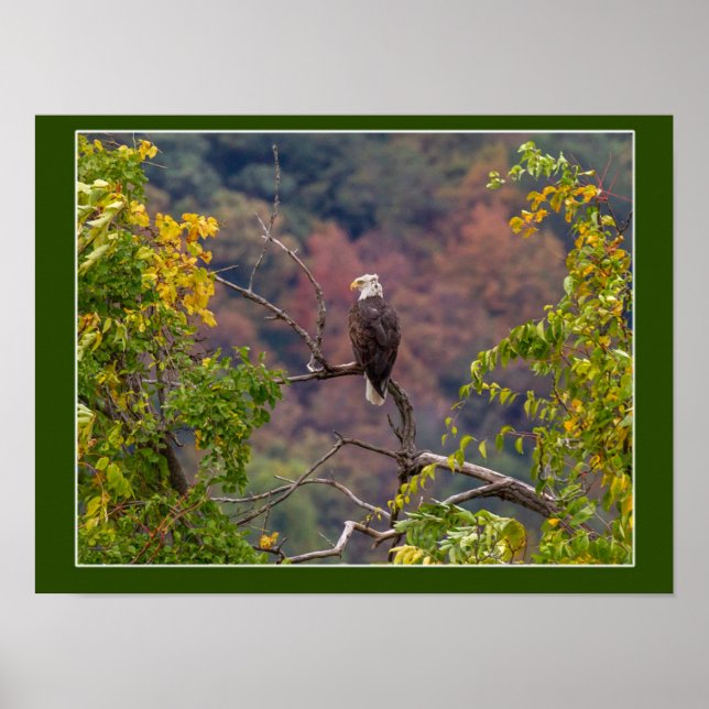 Poster Regardant l'automne (Devant)