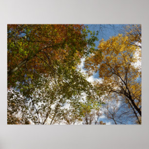 Poster Regardant les feuilles d'automne II Nature automna