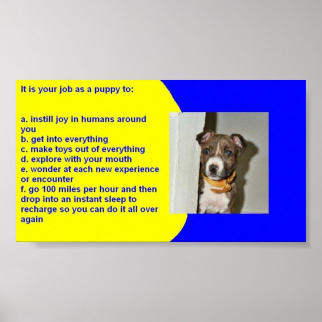 POSTER RÈGLES DE PUPPY (Devant)