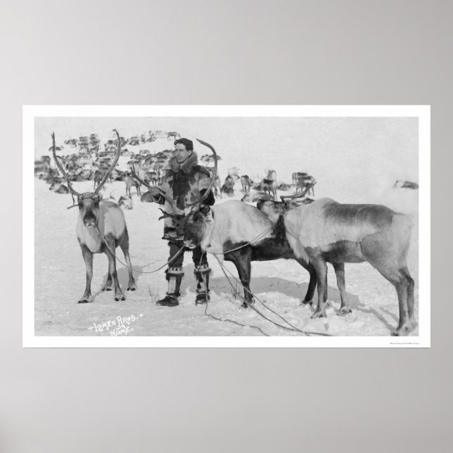 Poster Reindeer Herd Alaska 1909 (Devant)