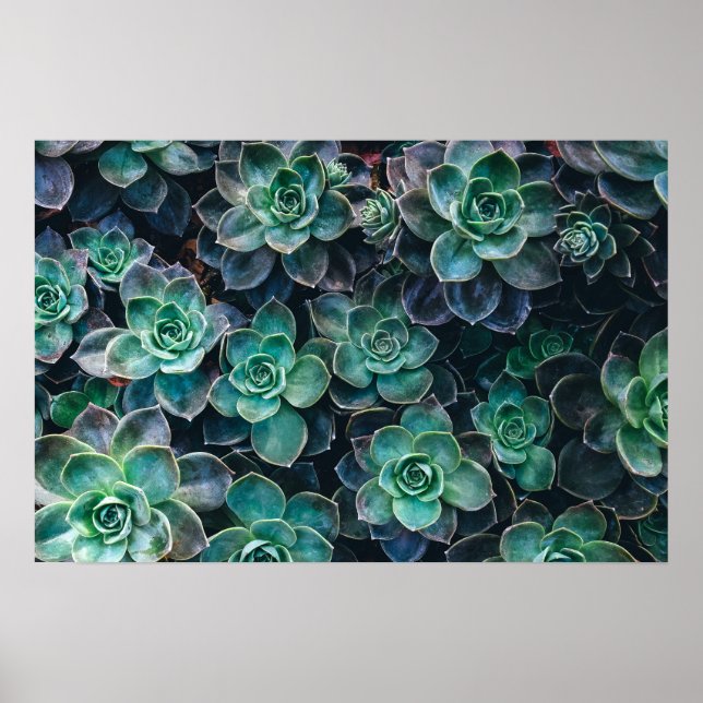 Poster Relaxant Vert Bleu Succulent Cactus Plantes (Devant)