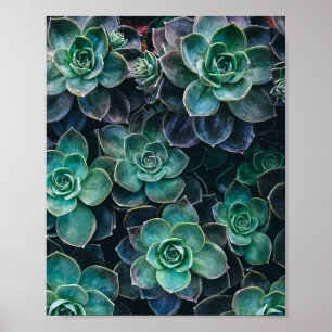 Poster Relaxant Vert Bleu Succulent Cactus Plantes